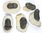 Lot: Assorted Devonian Trilobites - Pieces #79777-1